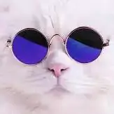 kittens cute cat images for whatsapp dp